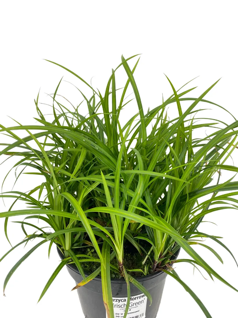 turzyca-morrowa-irish-green-3l