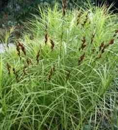 turzyca-muskegonska-3l-super-jakosc-pakiet-8-szt