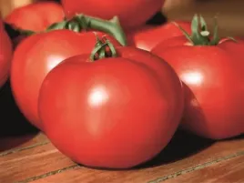 pomidor-szczepiony-fantasio-czerwony-kulisty-pomidor-sadzonka-p9