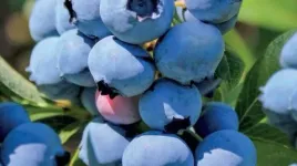 borowka-amerykanska-duke-vaccinium-corymbosum-sadzonki-p9