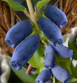 jagoda-kamczacka-indigo-gem-najslodsza-odmiana-sadzonki-p9
