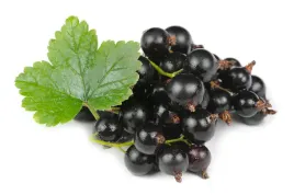 porzeczka-czarna-ojebyn-pyszne-owoce-ribes-nigrum-sadzonki-p9