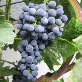 winorosl-cabernet-cortis-ciemna-odporna-na-choroby-na-wino-sadzonki-p9