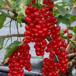 porzeczka-czerwona-holenderska-ribes-rubrum-sadzonki-p9