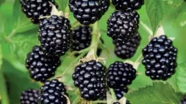 jezyna-bezkolcowa-black-satin-popularna-slodka-sadzonka-sadzonki-p9