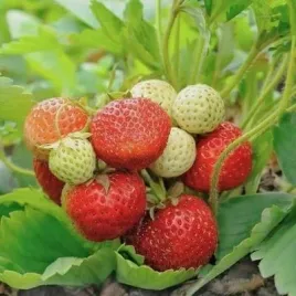 truskawka-selva-powtarzajaca-owocowanie-caloroczna-sadzonki-p9
