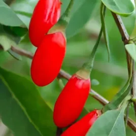 jagoda-goji-new-big-owocujaca-sadzonki-p9