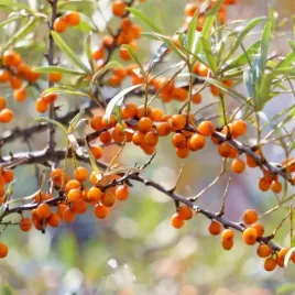 rokitnik-friesdorfer-orange-samopylny-bomba-witamin-sadzonki-p9