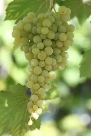 winorosl-solaris-mrozoodporna-slodkie-owoce-vitis-sadzonki-p9