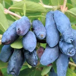 jagoda-kamczacka-honey-bee-lonicera-kamtschatica-sadzonki-p9