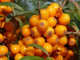 rokitnik-pollmix-hippophae-rhamnoides-sadzonki-p9