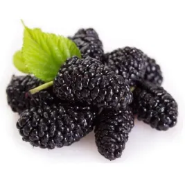 morwa-czarna-na-nalewki-sadzonka-w-doniczce-pyszne-zdrowe-owoce