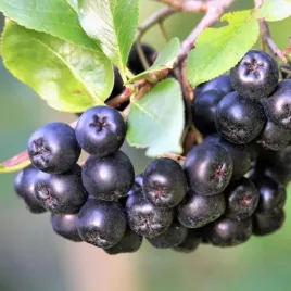 aronia-czarnoowocowa-galicjanka-aronia-melanocarpa-sadzonki-p9