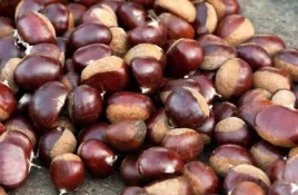 kasztan-jadalny-piekna-sadzonka-castanea-sativa-sadzonki-c1