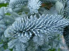 jodla-szlachetna-abies-nobilis-procera-15-30-cm