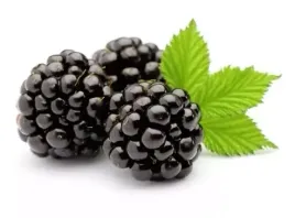 malina-czarna-black-jewel-najlepsze-pyszne-owoce-sadzonki-p9