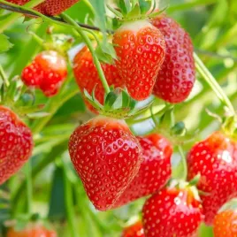 truskawka-korona-duze-jedrne-sercowate-owoce-mrozoodporna-sadzonki-p9