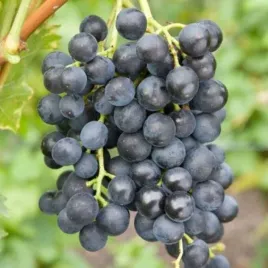 winorosl-leon-millot-owoce-granatowoczarne-vitis-sadzonki-p9