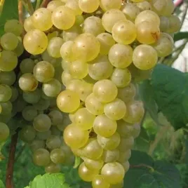 winorosl-seyval-blanc-do-produkcji-sokow-i-deserow-vitis-sadzonki-p9
