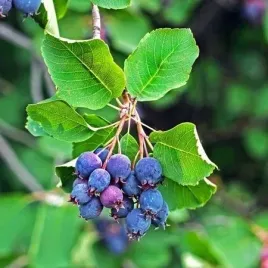 swidosliwa-smoky-amelanchier-olcholistna-slodkie-owoce-sadzonki-p9