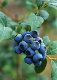 borowka-amerykanska-bluecrop-duze-i-pyszne-owoce-sadzonki-p9