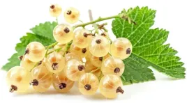 porzeczka-biala-blanca-slodka-pyszna-ribes-niveum-sadzonki-p9