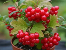 zurawina-wielkoowocowa-willapa-red-vaccinium-macrocarpon-sadzonki-p9