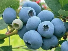 borowka-amerykanska-chandler-vaccinium-corymbosum-sadzonki-p9