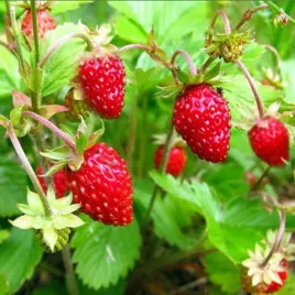 poziomka-regina-niesamowity-smak-sadzonki-p9