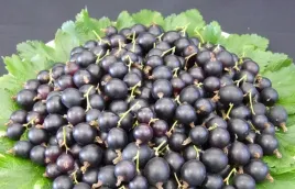 porzeczkoagrest-josta-soczyste-owoce-ribes-nidigrolaria-sadzonki-p9