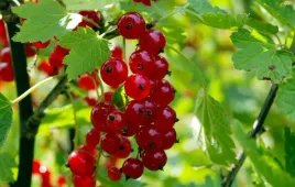 porzeczka-czerwona-rondom-przepyszne-czerwone-owoce-sadzonki-p9