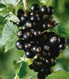 porzeczka-czarna-titania-bomba-witamin-ribes-nigrum-sadzonki-p9