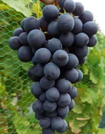 winogrono-winorosl-agat-donski-niezwykle-plenna-odmiana-mrozoodporna