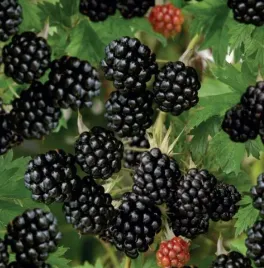 jezyna-bezkolcowa-thornfree-mrozoodporna-sadzonka-sadzonki-p9