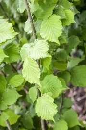 leszczyna-pospolita-orzech-laskowy-owoce-jadalne-sadzonki-c1