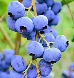 borowka-amerykanska-elliott-vaccinium-corymbosum-sadzonki-p9