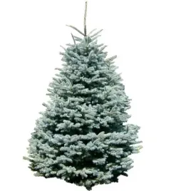 jodla-szlachetna-abies-nobilis-procera-15-30-cm