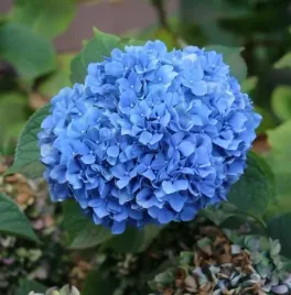 hortensja-niebieska-ogrodowa-nikko-blue-zjawiskowo-piekna-sadzonki-p9