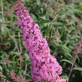 budleja-dawida-pink-delight-buddleja-davidii-sadzonki-p9