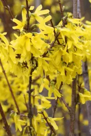 forsycja-posrednia-goldzauber-forsythia-intermedia-sadzonki-p9