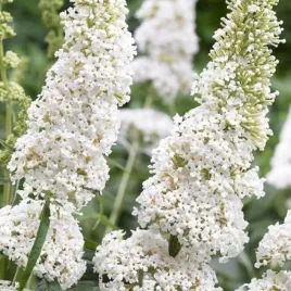 budleja-dawida-white-profusion-buddleja-davidii-sadzonki-p9