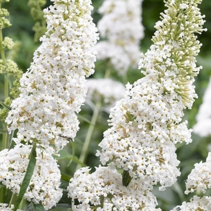 budleja-dawida-white-profusion-buddleja-davidii-sadzonki-p9