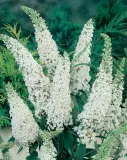 budleja-dawida-white-profusion-buddleja-davidii-sadzonki-p9-roslina-w-postaci-sadzonka-w-pojemniku-05-1l