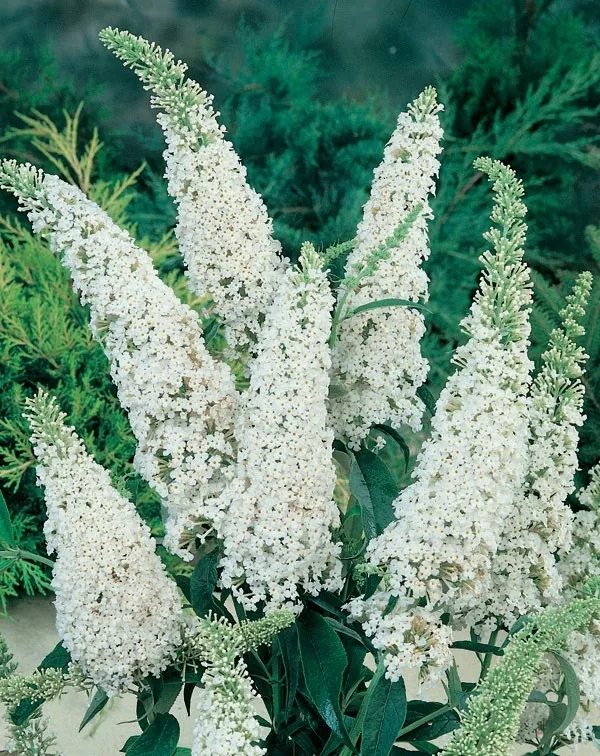 budleja-dawida-white-profusion-buddleja-davidii-sadzonki-p9