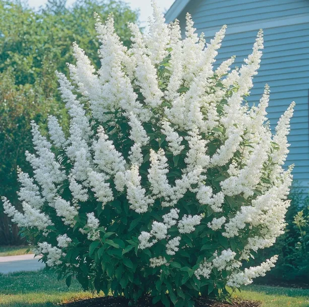 budleja-dawida-white-profusion-buddleja-davidii-sadzonki-p9-nazwa-lacinska-buddleja-davidii