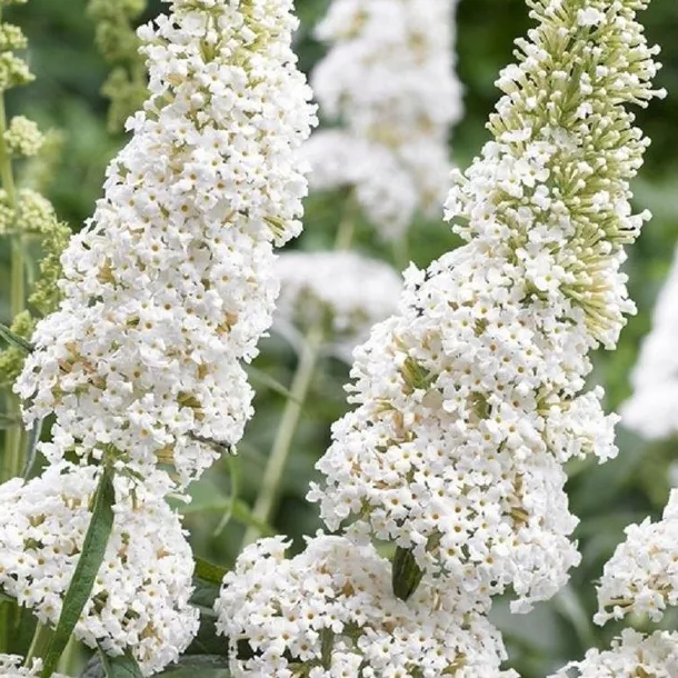 budleja-dawida-white-profusion-buddleja-davidii-sadzonki-p9-roslina-w-postaci-sadzonka-w-pojemniku-05-1l-nazwa-lacinska-buddleja-davidii