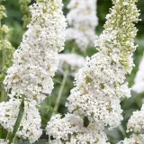 budleja-dawida-white-profusion-buddleja-davidii-sadzonki-p9-roslina-w-postaci-sadzonka-w-pojemniku-05-1l-nazwa-lacinska-buddleja-davidii