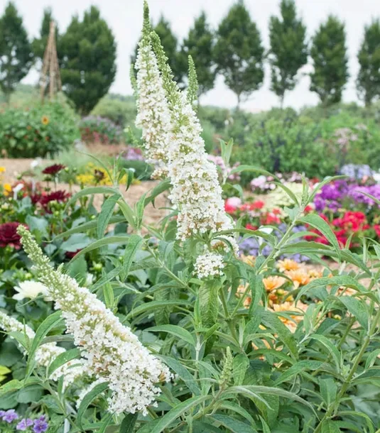 budleja-dawida-white-profusion-buddleja-davidii-sadzonki-p9-nazwa-lacinska-buddleja-davidii-roslina-w-postaci-sadzonka-w-pojemniku-05-1l
