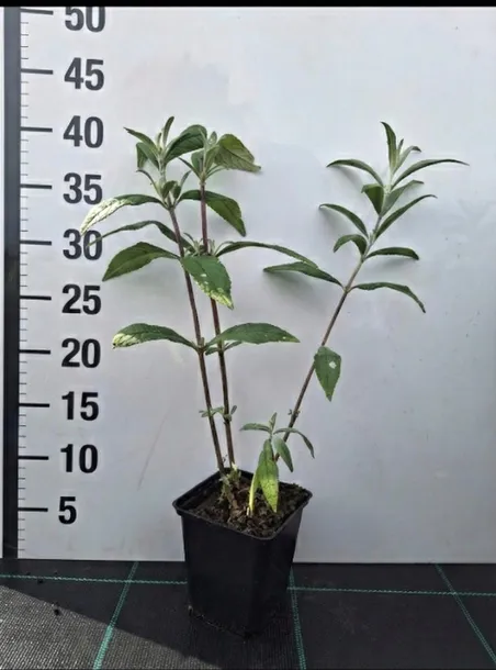 budleja-dawida-white-profusion-buddleja-davidii-sadzonki-p9-roslina-w-postaci-sadzonka-w-pojemniku-05-1l