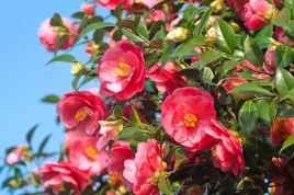 kamelia-japonska-adeyaka-camellia-japonica-sadzonki-p9